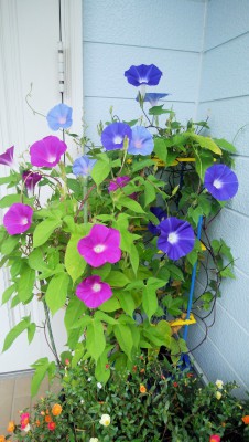 IMG_20210812_072614